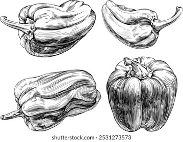 Conjunto de pimienta dibujado a mano. Colección de arte de tinta grabada en blanco y negro. Elemento aislado de la ilustración del pimentón en el fondo blanco.
