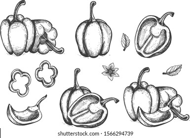 Pepper Set. Sliced ​​bell Peppers. Vector. Sketch