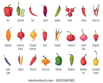 Pepper varieties. Hot spicy, sweet, mild tastes, vegetables cultivars, cayenne, tabasco, chili, bell, cooking ingredients, cards with text, tidy vector cartoon flat style isolated set