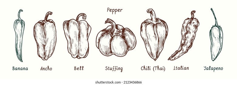 Pepper variety collection. Banana, Ancho, Bell, Stuffing, Chili (Thai), Italian, Jalapeno pepper. Ink black and white doodle drawing in woodcut style.