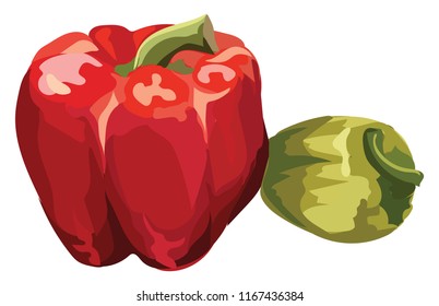 Pepper. Vector colorful illustration isolated on white background.