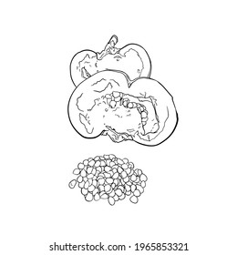 Pepper vector illustration isolated on white background. Drawing vegetables for logo printing, icons, menus, farm, seedlings