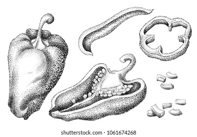 Pepper. Vegetable engraved style object, full, half and slices. Isolated bell pepper. Hand drawn vector set