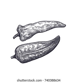 Pepper. Vegetables isolated for kitchen design. Vector illustration of food. Hand drawing style vintage engraving. Black and white.