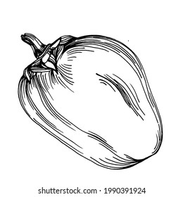 Las verduras de pimienta esbozan la ilustración vectorial. Estilo grabado. Producto en el mercado agrícola. La mejor ubicación para el menú de diseño, etiqueta, insignias, banners y promociones. 