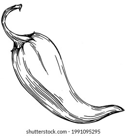 Las verduras de pimienta esbozan la ilustración vectorial. Estilo grabado. Producto en el mercado agrícola. La mejor ubicación para el menú de diseño, etiqueta, insignias, banners y promociones. 