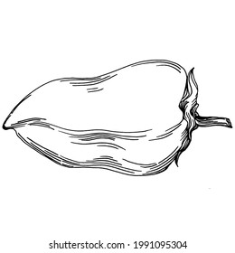 Pepper vegetables sketch vector illustration. Engraved style. Product on the agricultural market. The best situated for design menu, label, badges, banners and promotion. 