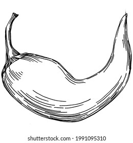 Pepper vegetables sketch vector illustration. Engraved style. Product on the agricultural market. The best situated for design menu, label, badges, banners and promotion. 