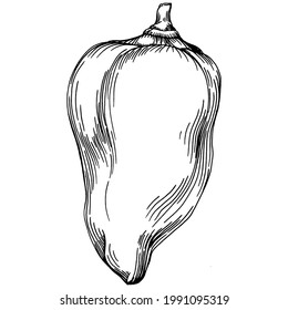 Las verduras de pimienta esbozan la ilustración vectorial. Estilo grabado. Producto en el mercado agrícola. La mejor ubicación para el menú de diseño, etiqueta, insignias, banners y promociones. 