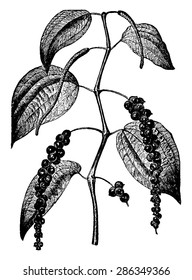 Pepper, vintage engraved illustration. Industrial encyclopedia E.-O. Lami - 1875.