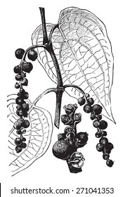 Pepper, vintage engraved illustration. La Vie dans la nature, 1890.
