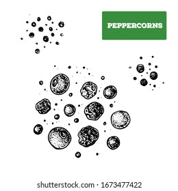 Peppercorns hand drawn vector illustration. Isolated sketch of peppercorns. Engraved illustration. Peppercorns spice. Black and white.