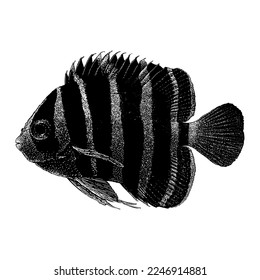 Peppermint Angelfish hand drawing vector isolated on white background.
