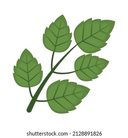 diseño de bifurcación de menta sobre blanco
