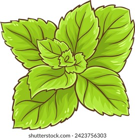 Peppermint Branch  Leaves Colored Detailed Illustration. 