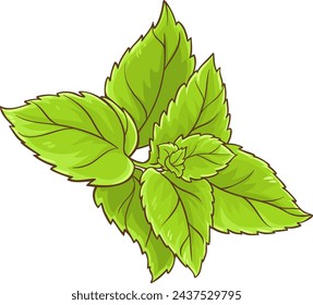 Peppermint Branch Leaves Colored Illustration