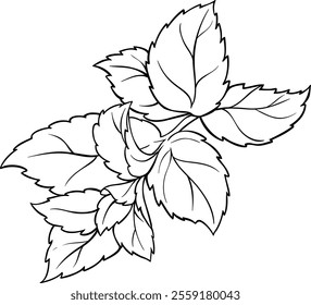 Peppermint Branch Leaves Outline Illustration.