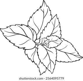 Peppermint Branch Leaves Outline Illustration.