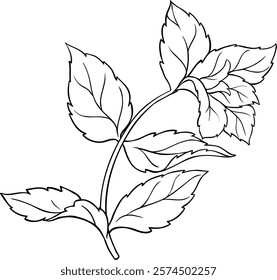 Peppermint Branch with Leaves Outline Illustration. 