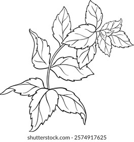 Peppermint Branch  Leaves Outline Illustration. 