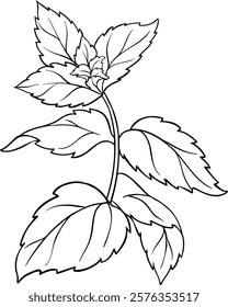 Peppermint Branch  Leaves Outline Illustration. 