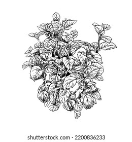 Peppermint Drawing,Engraved Style Plant On White Background,a Botanical Vector Illustration.