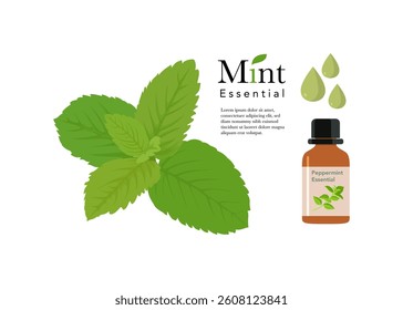 Peppermint Essential Aromatherapy oil on white background. stock illustration