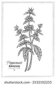 Peppermint flower. Vector line art. Medicinal herb illustration