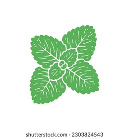 Peppermint Green Leaves icon. Fresh Mint Leaf. Medicinal Plants and Spicy Herbs. Vector illustration.