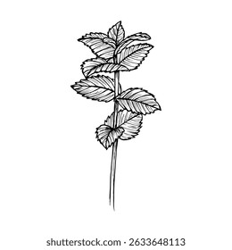 Peppermint herb botanical outline drawing. Sketch illustration of a plant for culinary, wellness, garden, and aromatherapy themes. Vector art clipart