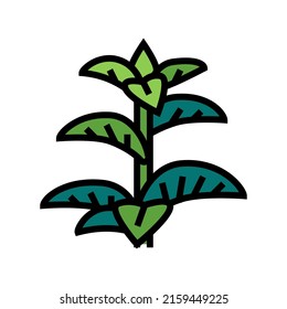 peppermint herb color icon vector. peppermint herb sign. isolated symbol illustration