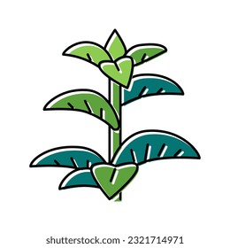 vector de icono de color de hierba de menta. signo de hierba de menta. ilustración de símbolo aislado