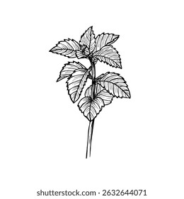 Peppermint herb engraved drawing. Natural outline sketch in botanical style for cooking, spa, medicinal tea, and garden beauty. Hand-drawn vector floral clipart