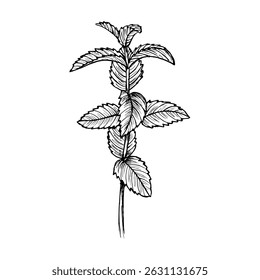 Peppermint herb floral outline drawing. Line art botanical sketch in engraving style for eco-living, healthy cooking, spa treatments, and herbal gardens. Hand-drawn vector clipart illustration