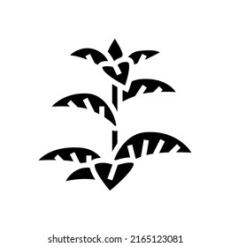vector de icono de hierba de menta. signo de hierba de menta. símbolo de contorno aislado ilustración negra
