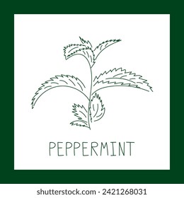Peppermint herb hand drawn vector line illustration. Healthy natural plant, cooking, aromatherapy, garden, medicinal. Outline sketch floral doodle