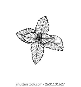 Peppermint herb outline sketch illustration. Healthy botanical drawing in engraving style for organic cooking, garden care, and aromatherapy. Hand-drawn vector clipart