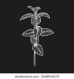 Peppermint herb sketch drawing. Line art botanical sketch in engraving style. Hand-drawn vector clipart illustration. Eco-living, healthy cooking, spa treatments, and herbal gardens