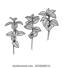 Peppermint herb sketch outline illustration set. Botanical drawing in engraving style for cooking, aromatherapy, garden, medicinal concept. Hand drawn floral vector clipart isolated