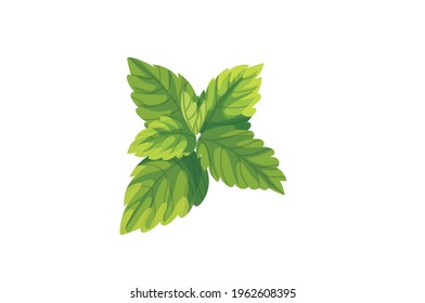 Peppermint Leaf green vector illustration isolated on white background