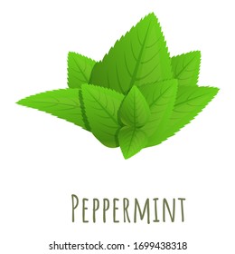 Peppermint leaf icon. Cartoon of peppermint leaf vector icon for web design isolated on white background