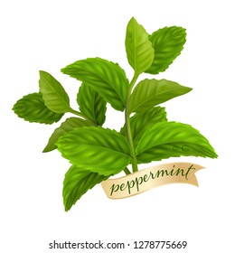 Peppermint leaf, Nature Essential oil 
