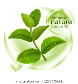 Peppermint leaf, Nature Essential oil 