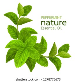 Peppermint leaf, Nature Essential oil 