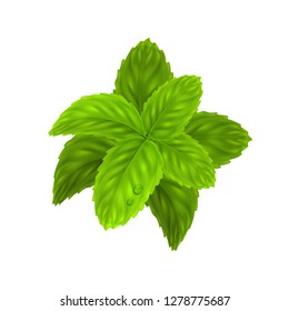 Peppermint leaf, Nature Essential oil 