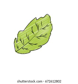 peppermint leaf plant and natural condiment