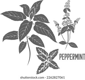 Peppermint leafs vector silhouette. Mentha Arvensis medicinal herbal outline. MENTHAE PIPERITAE FOLIA silhouette illustration for pharmaceuticals and cooking. A set of Peppermint plants outlines.