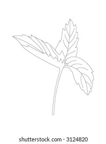 Peppermint Leaves 02
