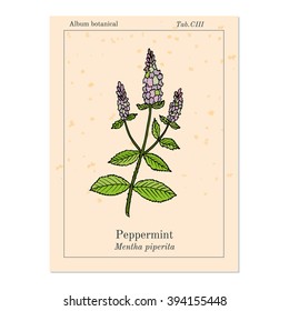 Peppermint with leaves and flowers, hand drawn botanical vector illustration