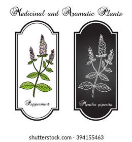 Peppermint with leaves and flowers, hand drawn botanical vector illustration